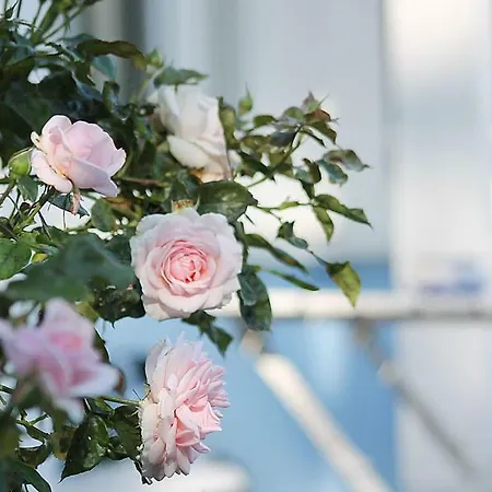 Appartement Haus Midsommer Timmendorfer Strand