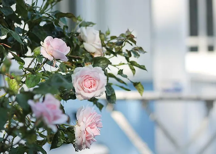 Lejlighed Haus Midsommer Timmendorfer Strand